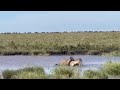 Hyena Attack Wildebeest Calf Dragging Down Into Waterhole Video
