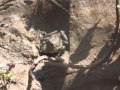 Frog Kissing