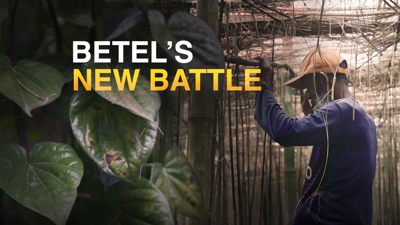 The betel farmers of Mohanpur, and a changing climate