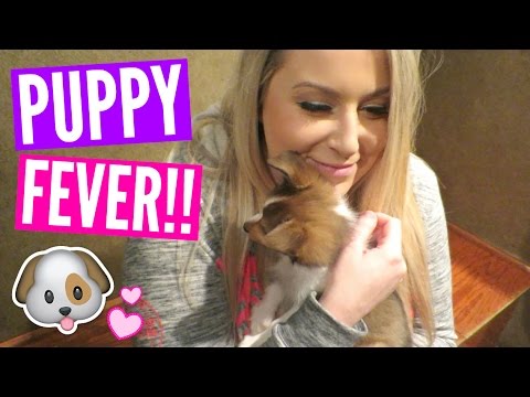 PUPPY FEVER!!