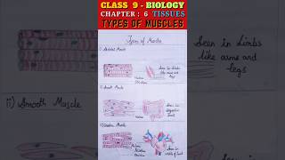 Types of Muscles | Class 9 Biology Chapter 6 Tissues | #class9 #biology #shortvideo