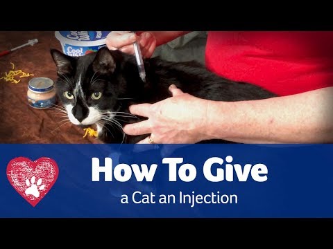 How to Give a Cat an Injection