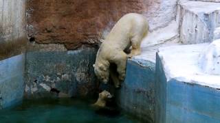 天王寺動物園　ホッキョクグマの赤ちゃんとバフィン母さん(2015.4.16)