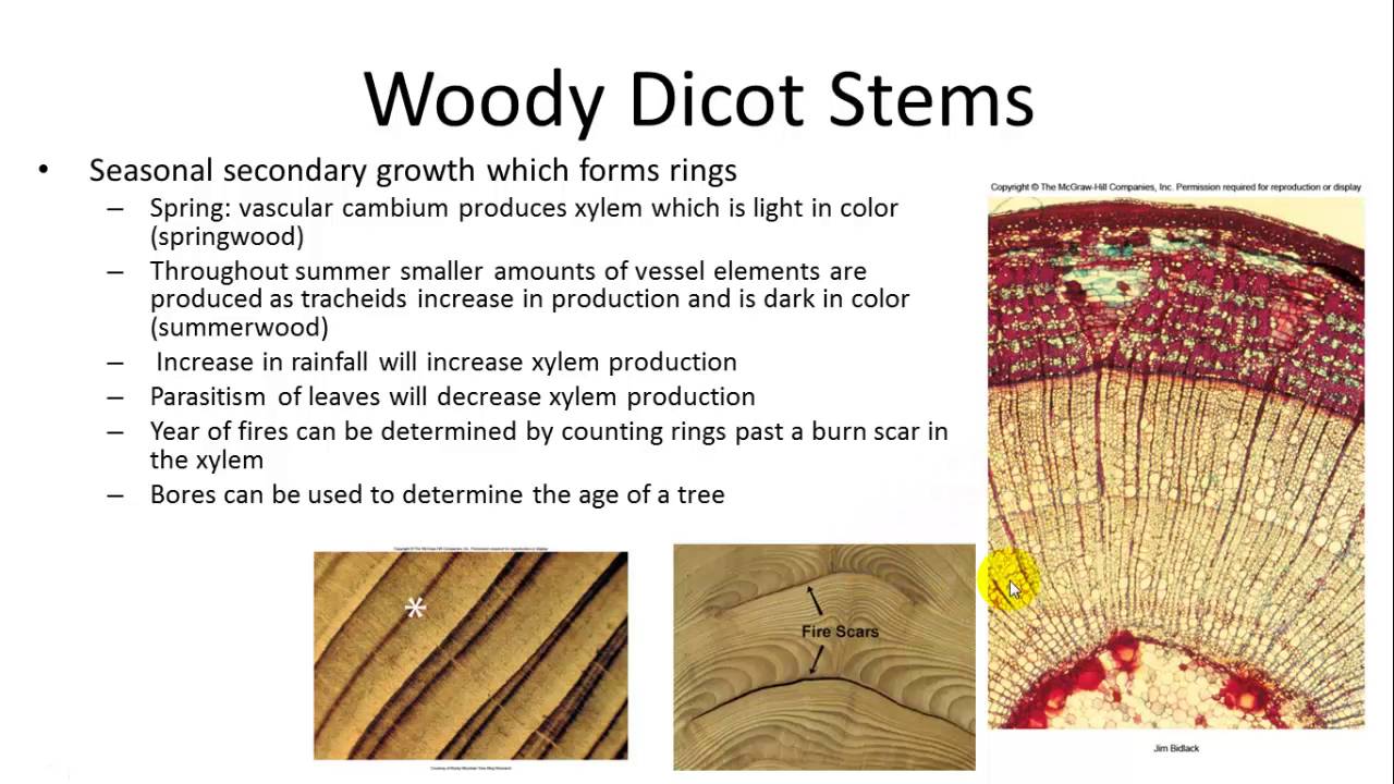 Plant Stems - YouTube