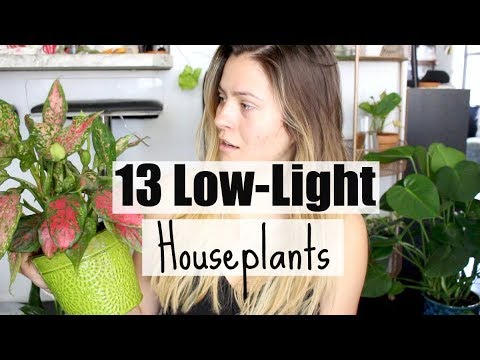 download lagu mp3 mp4 Plants That Require Low Light, download lagu Plants That Require Low Light gratis, unduh video klip Plants That Require Low Light