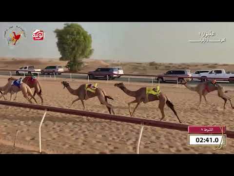   ش 7 (امجاد) لـ  نايف احمد رحمه الشامسي 8:13 , شارة الديوان 1 2026/09/20 حول زمول اللبسه  