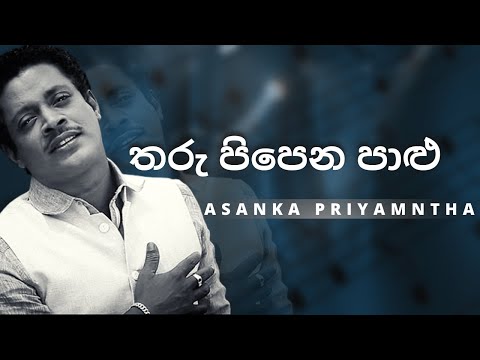 තරු පිපෙන පාළු රාත්‍රියේ  ( Tharu Pipena Palu Rathriye ) | ASANKA PRIYAMANTHA | YK MUSIC