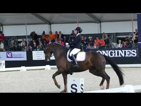 Red Diamant at CH-M-D YH Final for 6 year old horses