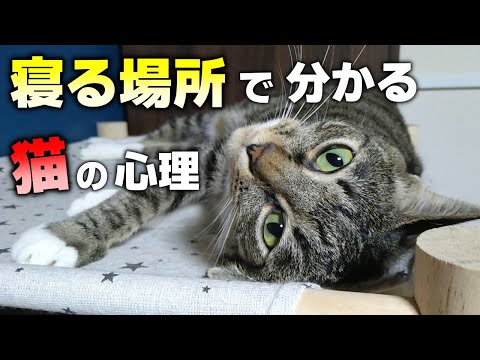 猫はどこで寝るべきですか?