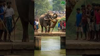 Download lagu An elephant is throwing a tiger into the water #animals #tigres #short #elephant mp3 Download lagu An elephant is throwing a tiger into the water #animals #tigres #short #elephant mp3