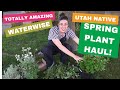 Amazing Utah Native Plants For Your Waterwise Garden