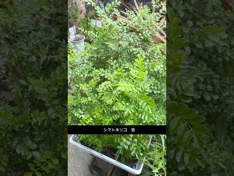 ピンクの忍び寄るセアノーテ: この観賞用低木をどのように栽培し維持するか?  庭園