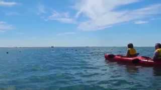 preview picture of video 'Reel Kayak Adventures Chatham Seal Watch Kayak Tour ~ Great White Shark?'