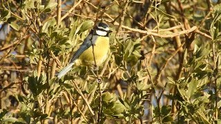 Download lagu African Blue Tit (Gran Canaria race C.t. hedwigae) mp3 Download lagu African Blue Tit (Gran Canaria race C.t. hedwigae) mp3