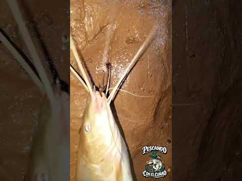 PESCA NOCTURNA! PESCANDO EN EL RIO SAN FRANCISCO YUTO JUJUY