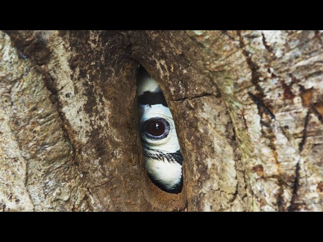 Devoted Hornbill Delivers Food To Mate | Planet Earth III