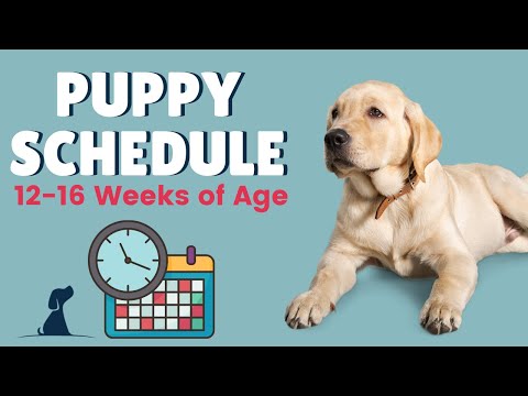 Puppy Schedule - 12 Weeks and Beyond