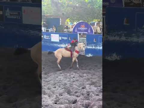 cavalo quarto de milha vaquejada #trend #cavalo #playvaquejada #vaquejada #quartodemilha