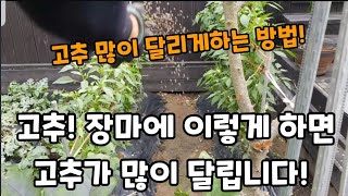 고추 장마철에 이렇게 해주면  고추가 두배로 많이 달립니다! #고추재배 #고추키우기 #고추거름주는방법 #ch…