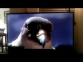 Falcon Orders Margalo To Get The Ring