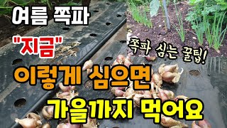 여름쪽파 지금 이렇게 심으면 가을까지 쪽파수확해 먹어요 쪽파심는방법 쪽파휴면타파 쪽파심는시기