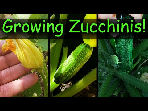 How To Reuse Old Potting Soil FOUR ways