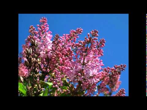 -Ljepotica od sirotana-(by Faza)