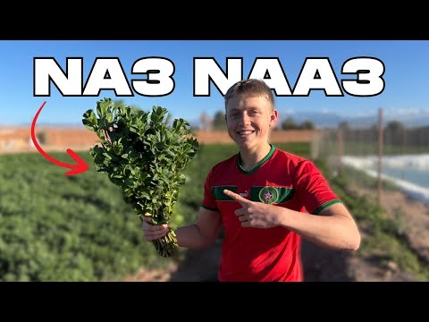 I Visited a Moroccan Tea Farm in Marrakech