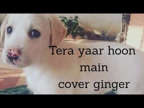 Tera Yaar Hoon Main | sonu ke titu ki sweety | cover ginger | Arijit singh  Rochak Kohli