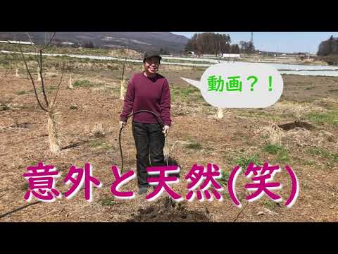 園芸 栗の植え方は?