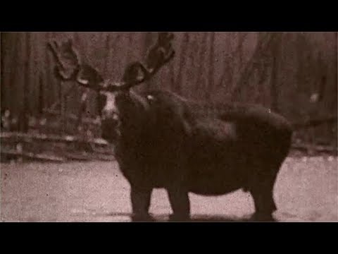 Moose Country (1927)