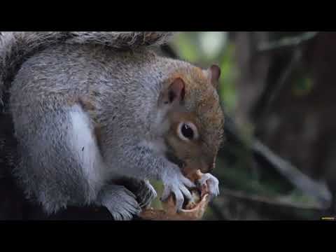 Squirrels. Episode 128. Squirrel with walnut.