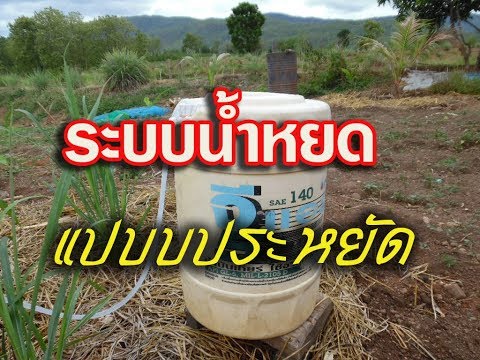 ปลูกต้นไม้ในคอนโด