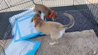 Video preview image #1 Dachshund Puppy For Sale in San Bernardino , CA, USA