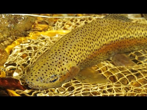 Rainbowtrout on Dryfly