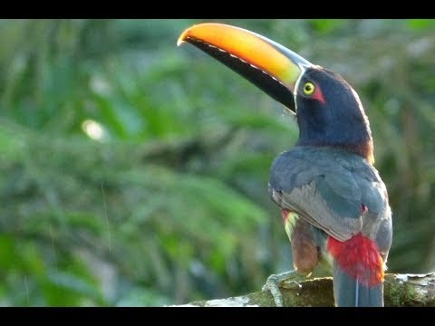 Corcovado National Park Wildlife, Wildli