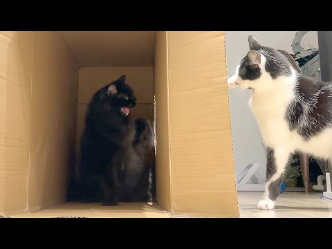 ShoKo BATTLE for the BOX!