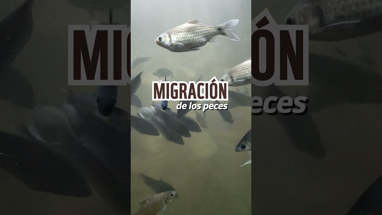Los ríos conectan nuestro país