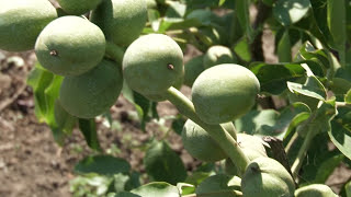 Кочерженко №2