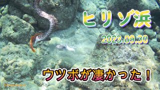ヒリゾ浜 HIRIZO 2023.09.30 今季3回目。ウツボが激しいく、そして激レア生物も...