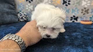 Video preview image #2 Maltese Puppy For Sale in OCALA, FL, USA