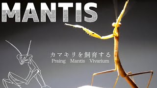 カマキリサーカス”脱皮の周期とケージの掃除”【カマキリ飼育について#2】