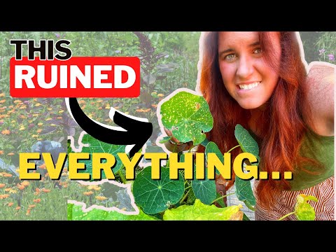 This Pest LOVES Drought… Here Is How To Treat Thrips.