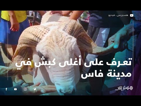تعرف على أغلى كبش في سوق بنسودة بفاس