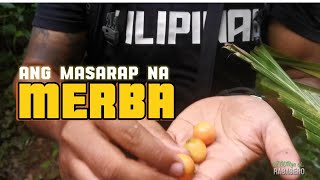 Igwa palan kaini? MERBA FRUIT?  Masiramon...