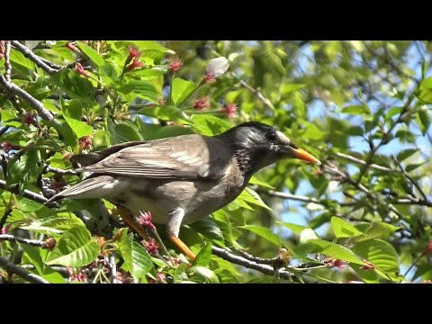 Škorec popolavý (Spodiopsar cineraceus) — video o speve a chove