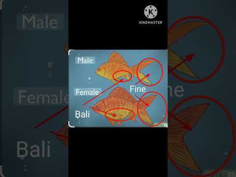 #goldfish male female#@IrvanGuppy #@Utuber_guppy#@82Guppy#@gupp#@SNAquarist