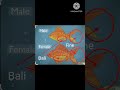 #goldfish male female#@IrvanGuppy #@Utuber_guppy#@82Guppy#@gupp#@SNAquarist