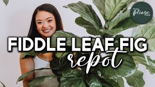 Repotting My HUGE Fiddle Leaf Fig Tree