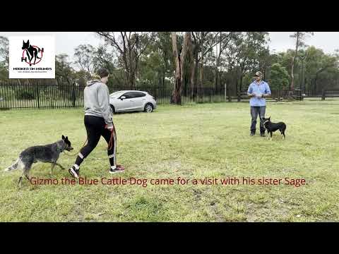 Obedience & Herding - Gizmo & Sage